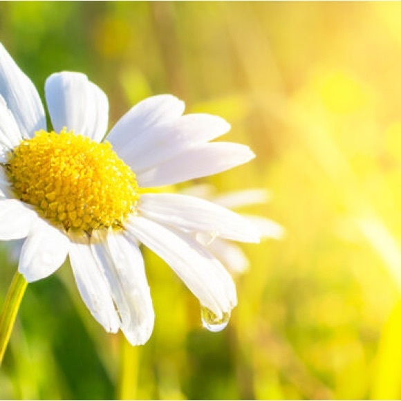 Meet your Posher, Maxie - Picture 1 of 1